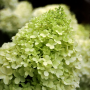 Limelight Hydrangea 3 Gallon