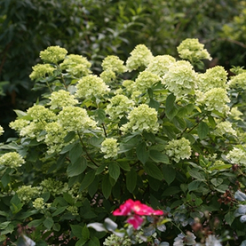 Little Lime Hydrangea  3 Gallon