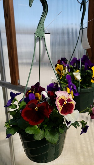 SPRING PANSY 8" HANGING BASKET