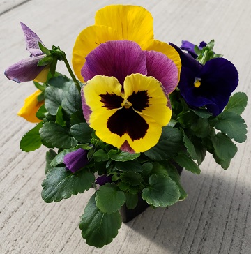 SPRING PANSY 4.5" POT