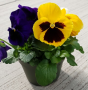 SPRING PANSY 6.5" POT