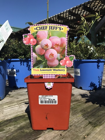 BLUEBERRY PINK LEMONADE 6"