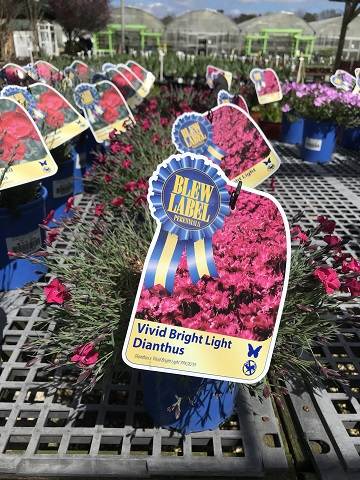 DIANTHUS VIVID BRIGHT LIGHTS 1G