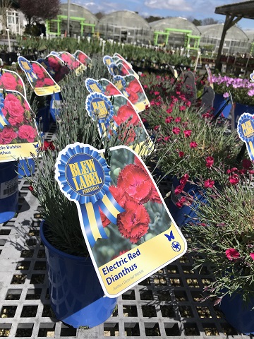 DIANTHUS ELECTRIC RED 1 GAL