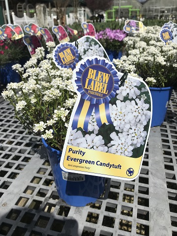 CANDY TUFT IBERIS PURITY 1 GAL