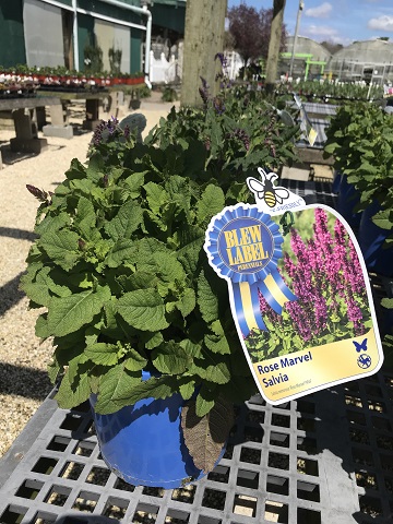 SALVIA ROSE MARVEL 2 GAL
