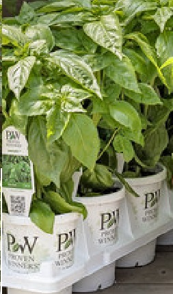 AMAZEL BASIL PROVEN WINNERS 4.25" POT