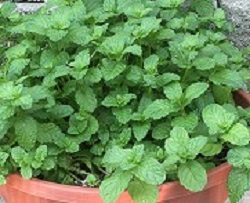 KENTUCKY COLONEL MINT 4.5" POT