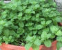 KENTUCKY COLONEL MINT 4.5" POT