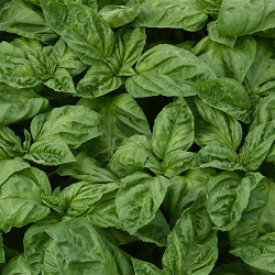 BASIL HERB 4 1/2"  POT