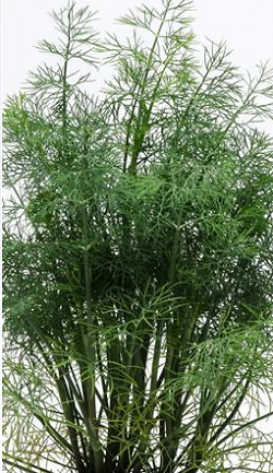 DILL&nbsp;&nbsp;HERB 4 1/2" POT