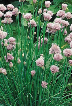 CHIVES HERB  4 1/2" POT