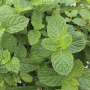 MOJITO COCKTAIL MINT 4.5" POT