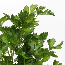 PARSLEY HERB 4 1/2" POT