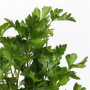 PARSLEY HERB 4 1/2" POT