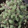SAGE TRICOLOR 4.5" POT