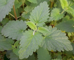 CATNIP HERB 4 1/2" POT