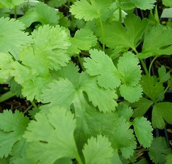 CILANTRO&nbsp;CORIANDER&nbsp;4 1/2" POT