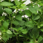 OREGANO HERB&nbsp;&nbsp;4 1/2"&nbsp;&nbsp;POT