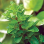 MARJORAM SWEET 4 1/2" POT