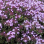 THYME CREEPING RED 4.5"