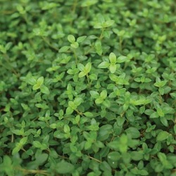 THYME TWIST OF LEMON 4.5" POT