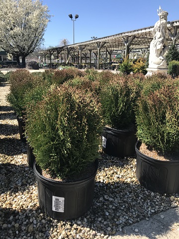 HETZ MIDGET ARBORVITAE 2 GAL