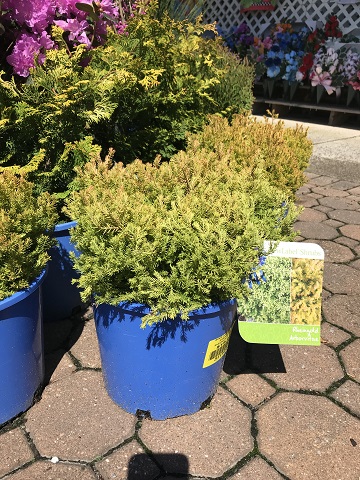 ARBORVITAE RHEINGOLD  2 GAL