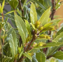 LITTLE RAGU BAY LEAF 1 GAL