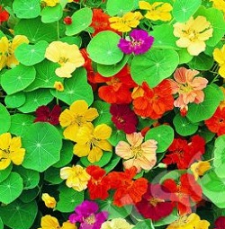 NASTURTIUM JEWEL MIX 4.5" POT