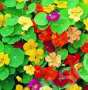 NASTURTIUM JEWEL MIX 4.5" POT