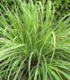 LEMON GRASS 4.5" POT