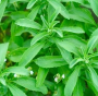 STEVIA HERB 4 1/2" POT