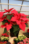 POINSETTIA  4.5" DEEP  POT