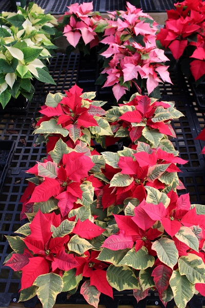 POINSETTIA  4.5" DEEP  POT