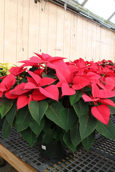 POINSETTIA 10" MULTI